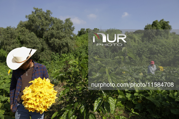 Enrique Ortega Padron, originally from the Tlahuac municipality in Mexico City, cuts squash blossoms on a plot of land located on the limits...