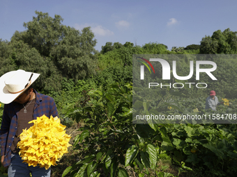 Enrique Ortega Padron, originally from the Tlahuac municipality in Mexico City, cuts squash blossoms on a plot of land located on the limits...