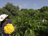 Enrique Ortega Padron, originally from the Tlahuac municipality in Mexico City, cuts squash blossoms on a plot of land located on the limits...