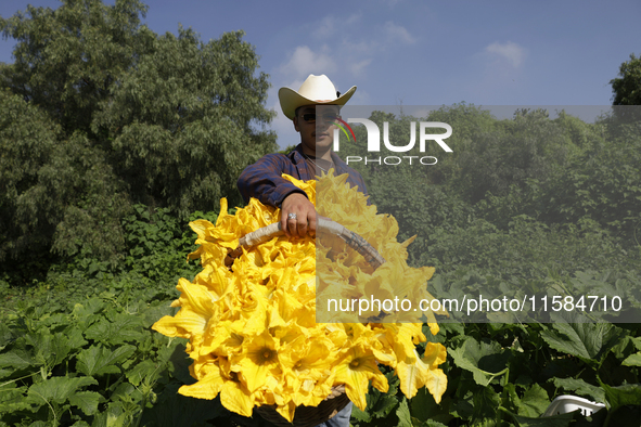 Enrique Ortega Padron, a native of the Tlahuac municipality in Mexico City, shows the squash blossoms he cuts on September 18, 2024, in a pl...