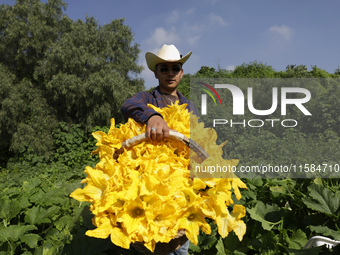 Enrique Ortega Padron, a native of the Tlahuac municipality in Mexico City, shows the squash blossoms he cuts on September 18, 2024, in a pl...