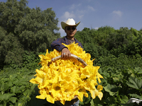 Enrique Ortega Padron, a native of the Tlahuac municipality in Mexico City, shows the squash blossoms he cuts on September 18, 2024, in a pl...