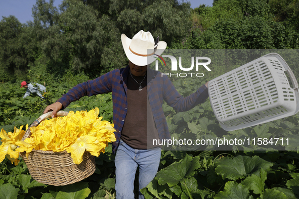 Enrique Ortega Padron, originally from the Tlahuac municipality in Mexico City, carries squash blossoms that he cuts on a plot of land locat...