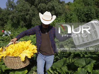 Enrique Ortega Padron, originally from the Tlahuac municipality in Mexico City, carries squash blossoms that he cuts on a plot of land locat...