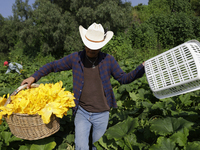 Enrique Ortega Padron, originally from the Tlahuac municipality in Mexico City, carries squash blossoms that he cuts on a plot of land locat...