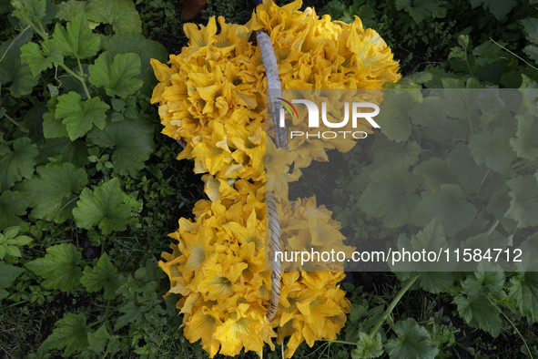 View of squash blossoms cut by the Ortega Padron family in the Tlahuac municipality in Mexico City, Mexico, on September 18, 2024, on a plot...