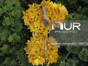 View of squash blossoms cut by the Ortega Padron family in the Tlahuac municipality in Mexico City, Mexico, on September 18, 2024, on a plot...