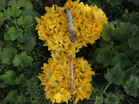 View of squash blossoms cut by the Ortega Padron family in the Tlahuac municipality in Mexico City, Mexico, on September 18, 2024, on a plot...