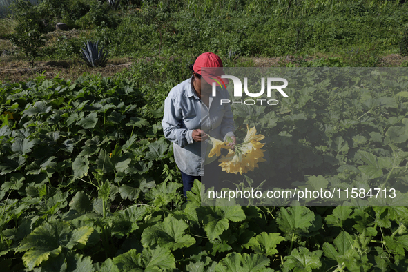 Lucia Padron, a native of the Tlahuac municipality in Mexico City, cuts squash blossoms in a plot of land located on the limits of the munic...