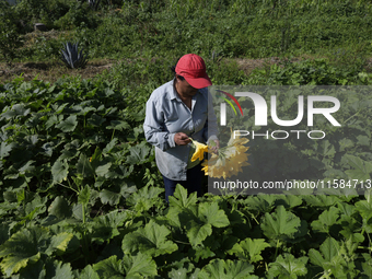 Lucia Padron, a native of the Tlahuac municipality in Mexico City, cuts squash blossoms in a plot of land located on the limits of the munic...