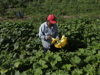 Lucia Padron, a native of the Tlahuac municipality in Mexico City, cuts squash blossoms in a plot of land located on the limits of the munic...