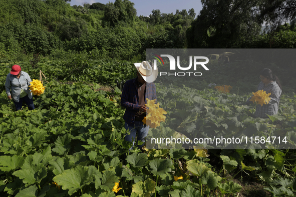 The Ortega Padron family, originally from the Tlahuac district in Mexico City, cut squash blossoms on a plot of land located on the outskirt...