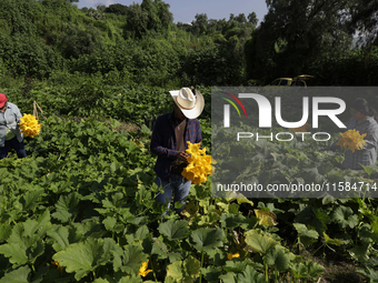 The Ortega Padron family, originally from the Tlahuac district in Mexico City, cut squash blossoms on a plot of land located on the outskirt...