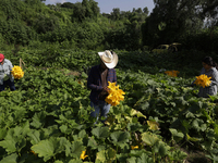 The Ortega Padron family, originally from the Tlahuac district in Mexico City, cut squash blossoms on a plot of land located on the outskirt...