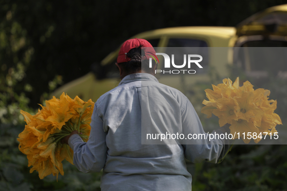 Lucia Padron, a native of the Tlahuac district in Mexico City, loads squash blossoms on a plot of land located on the edge of the district t...