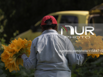 Lucia Padron, a native of the Tlahuac district in Mexico City, loads squash blossoms on a plot of land located on the edge of the district t...