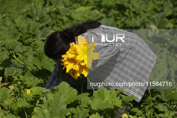 Mitzi Ortega Padron, a native of the Tlahuac municipality in Mexico City, cuts squash blossoms on a plot of land located on the limits of th...