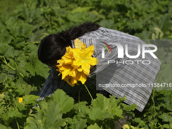 Mitzi Ortega Padron, a native of the Tlahuac municipality in Mexico City, cuts squash blossoms on a plot of land located on the limits of th...