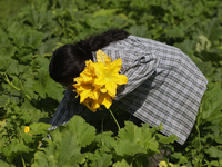 Mitzi Ortega Padron, a native of the Tlahuac municipality in Mexico City, cuts squash blossoms on a plot of land located on the limits of th...