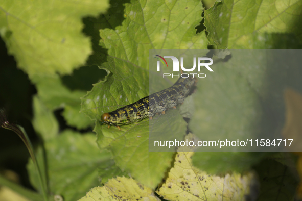 A caterpillar is seen in the Tlahuac municipality in Mexico City, Mexico, on September 18, 2024, on a plot of land located on the limits of...