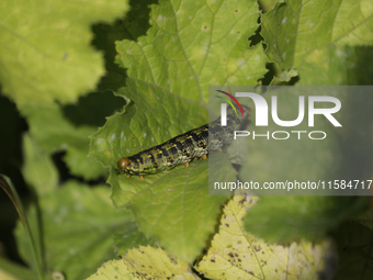 A caterpillar is seen in the Tlahuac municipality in Mexico City, Mexico, on September 18, 2024, on a plot of land located on the limits of...