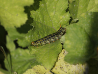 A caterpillar is seen in the Tlahuac municipality in Mexico City, Mexico, on September 18, 2024, on a plot of land located on the limits of...