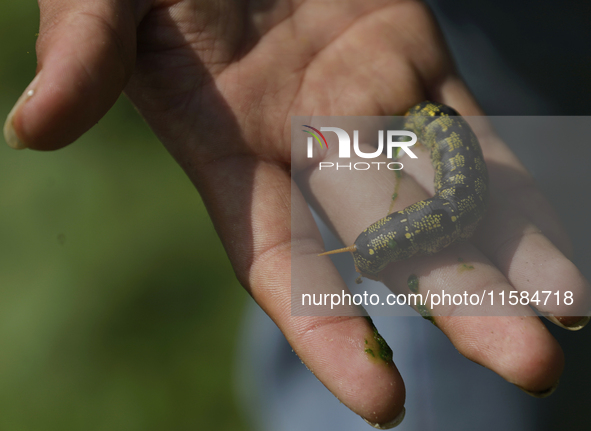 A caterpillar is seen in the Tlahuac municipality in Mexico City, Mexico, on September 18, 2024, on a plot of land located on the limits of...