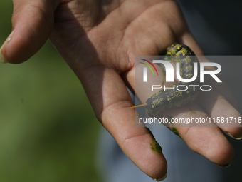 A caterpillar is seen in the Tlahuac municipality in Mexico City, Mexico, on September 18, 2024, on a plot of land located on the limits of...