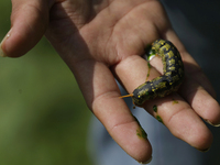 A caterpillar is seen in the Tlahuac municipality in Mexico City, Mexico, on September 18, 2024, on a plot of land located on the limits of...