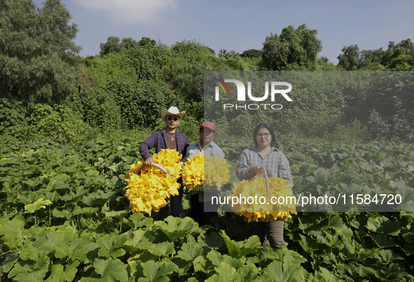 Enrique Ortega Padron, Lucia Padron, and Mitizi Ortega Padron, originally from the Tlahuac municipality in Mexico City, pose with squash blo...