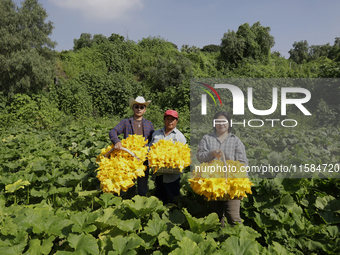 Enrique Ortega Padron, Lucia Padron, and Mitizi Ortega Padron, originally from the Tlahuac municipality in Mexico City, pose with squash blo...