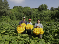 Enrique Ortega Padron, Lucia Padron, and Mitizi Ortega Padron, originally from the Tlahuac municipality in Mexico City, pose with squash blo...