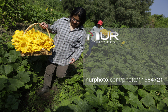 The Ortega Padron family, originally from the Tlahuac municipality in Mexico City, cut squash blossoms on a plot of land located on the limi...