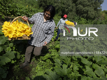 The Ortega Padron family, originally from the Tlahuac municipality in Mexico City, cut squash blossoms on a plot of land located on the limi...