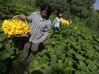 The Ortega Padron family, originally from the Tlahuac municipality in Mexico City, cut squash blossoms on a plot of land located on the limi...