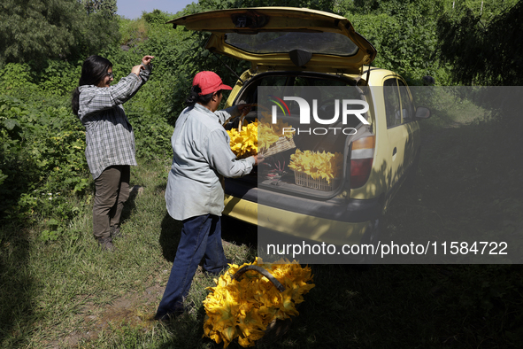 The Ortega Padron family, originally from the Tlahuac municipality in Mexico City, cut squash blossoms on a plot of land located on the limi...