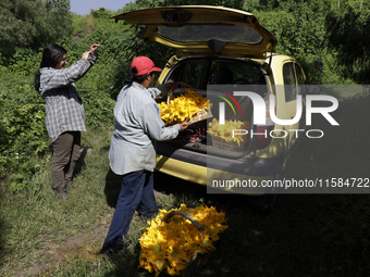 The Ortega Padron family, originally from the Tlahuac municipality in Mexico City, cut squash blossoms on a plot of land located on the limi...