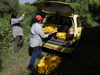 The Ortega Padron family, originally from the Tlahuac municipality in Mexico City, cut squash blossoms on a plot of land located on the limi...