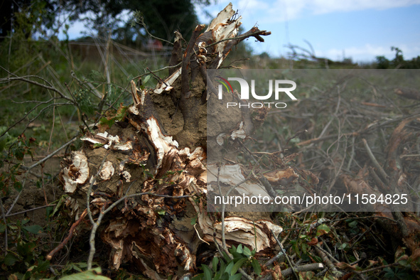 A stump is destroyed by an excavator at the 'Verger' ZAD. For the second day, Gendarmerie and CNAMO try to dislodge 'Ecureuils' (i.e., 'Squi...