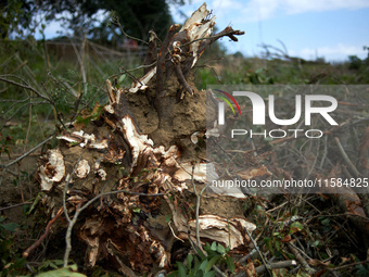 A stump is destroyed by an excavator at the 'Verger' ZAD. For the second day, Gendarmerie and CNAMO try to dislodge 'Ecureuils' (i.e., 'Squi...