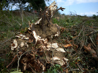 A stump is destroyed by an excavator at the 'Verger' ZAD. For the second day, Gendarmerie and CNAMO try to dislodge 'Ecureuils' (i.e., 'Squi...