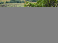 An excavator destroys a barricade at the 'Verger' ZAD. For the second day, Gendarmerie and CNAMO try to dislodge 'Ecureuils' (i.e., 'Squirre...