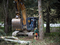 A logger cuts a tree before the excavator driver fells it. For the second day, Gendarmerie and CNAMO try to dislodge 'Ecureuils' (i.e., 'Squ...