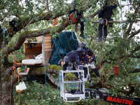 In Verfeil, France, on September 17, 2024, policemen of the CNAMO arrest a 'Squirrel' in an oak tree that will be cut for the building of th...