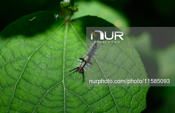 The Lymantriinae (formerly known as the Lymantriidae) are a subfamily of moths in the family Erebidae, commonly referred to as tussock moths...