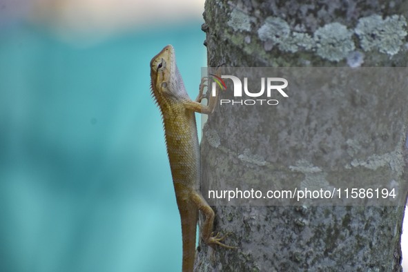 An Oriental garden lizard (Calotes versicolor) or Indian garden lizard sits on a tree in Guwahati, India, on September 19, 2024. 