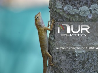 An Oriental garden lizard (Calotes versicolor) or Indian garden lizard sits on a tree in Guwahati, India, on September 19, 2024. (