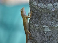 An Oriental garden lizard (Calotes versicolor) or Indian garden lizard sits on a tree in Guwahati, India, on September 19, 2024. (