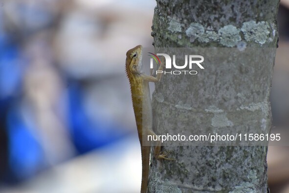 An Oriental garden lizard (Calotes versicolor) or Indian garden lizard sits on a tree in Guwahati, India, on September 19, 2024. 