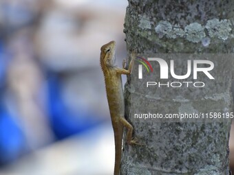 An Oriental garden lizard (Calotes versicolor) or Indian garden lizard sits on a tree in Guwahati, India, on September 19, 2024. (